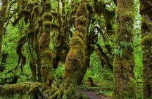 From Seattle Private Hoh Rain Forest and Rialto Beach Tour