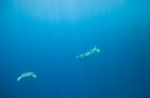 Snorkeling with Turtles: Dubai to Fujairah with Transfer and BBQ