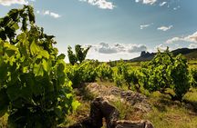 Visit to the winery with a tasting of 3 wines and appetizers