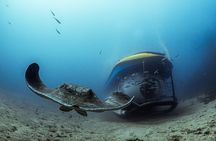 Tenerife Submarine Day Trip with Puerto de la Cruz Pickup