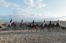 Agafay dersert Dinner & show with Quad Biking and Camel Ride