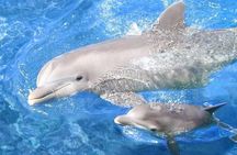 Swim with Dolphins Semi Private Speedboat Sea Tour - Hurghada