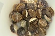 Premier Scalloping Adventure on Florida's Nature Coast