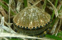Premier Scalloping Adventure on Florida's Nature Coast