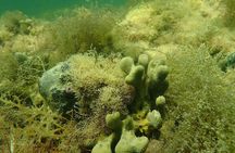 Premier Scalloping Adventure on Florida's Nature Coast