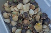Premier Scalloping Adventure on Florida's Nature Coast