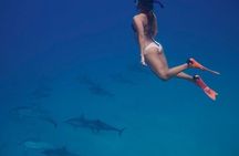 Private Dolphin House Boat Tour with Snorkeling & Lunch– Hurghada