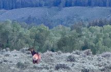 Private Grand Teton Scenic Tour (Flexible Itinerary)