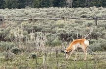 Private Grand Teton Scenic Tour (Flexible Itinerary)