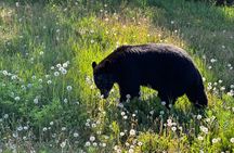 Full Day Emerald Lake Tour with or without Huskies