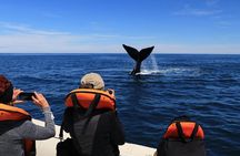 Only Whales in Puerto Madryn Full Day Tour Regular