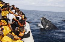 Only Whales in Puerto Madryn Full Day Tour Regular