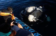 Only Whales in Puerto Madryn Full Day Tour Regular