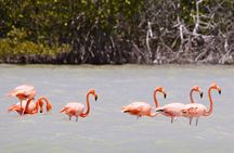 Isla Columpios and Progreso Day Trip