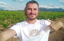 Aix-en-Provence Half Day Wine Tour with Picnic & Pétanque