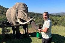 Elephant Encounter and Giraffe Walk Tracking
