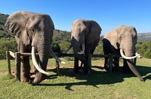 Elephant Encounter and Giraffe Walk Tracking