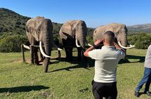 Elephant Encounter and Giraffe Walk Tracking