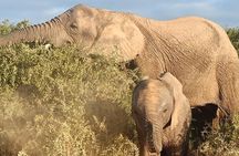 Private Group Addo Elephant National Park All Inclusive Safari 