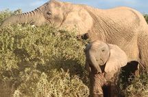Private Group Addo Elephant National Park All Inclusive Safari 