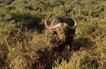 Private Group Addo Elephant National Park All Inclusive Safari 