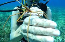 Chankanaab Park Plus Discovery Scuba Dive with Lunch