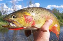 Full Day Guided Fly Fishing Trip From Jackson Hole