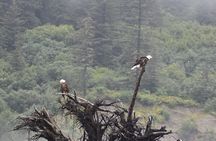 Stikine River Wilderness Tour