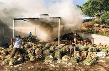 Tour Mezcalero with the best selling brand in Oaxaca