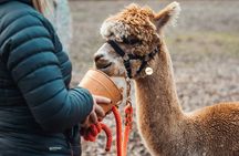 Alpaca Trekking Experience at Wetley Moor Common