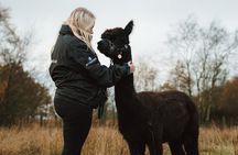 Alpaca Trekking Experience at Wetley Moor Common
