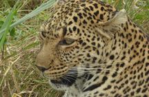 3 Days Maasai Mara Small Group Safari from Nairobi in a 4x4