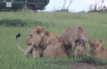 3 Days Maasai Mara Small Group Safari from Nairobi in a 4x4