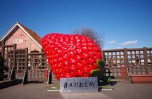 Ashikaga Flower Fantasy and Fruit Picking Tour from Tokyo