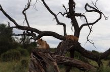5-Day Group Camping Safari Adventure