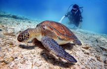 Discover Scuba Diving for Beginners