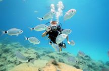 Discover Scuba Diving for Beginners
