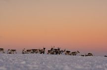Reindeer Safari And Wild Arctic Meal