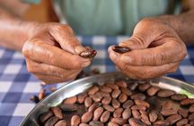 Coffee and Cocoa Full 1-Day Experience from Cusco