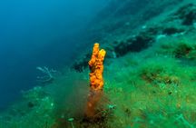 Private Cruise to Poseidon Temple at Sounio Cape with Snorkeling