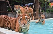 Tiger Park Pattaya Entry Ticket with Private Hotel Transfer