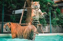 Tiger Park Pattaya Entry Ticket with Private Hotel Transfer