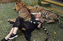 Tiger Park Pattaya Entry Ticket with Private Hotel Transfer