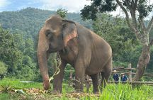 4 in 1 Elephants Long Neck Rafting and Sticky Waterfall Tour
