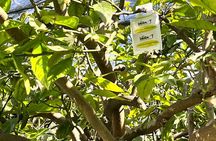 Lemon Tour on the Amalfi Coast