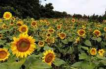 Full Day 12 hours whole Jeju Island private flexible tour
