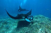 Half Day Snorkeling with Manta Ray Nusa Penida