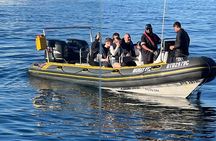 Cape Town Private Dolphin Watching Experience
