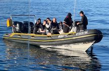 Cape Town Private Dolphin Watching Experience