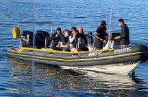 Cape Town Private Dolphin Watching Experience